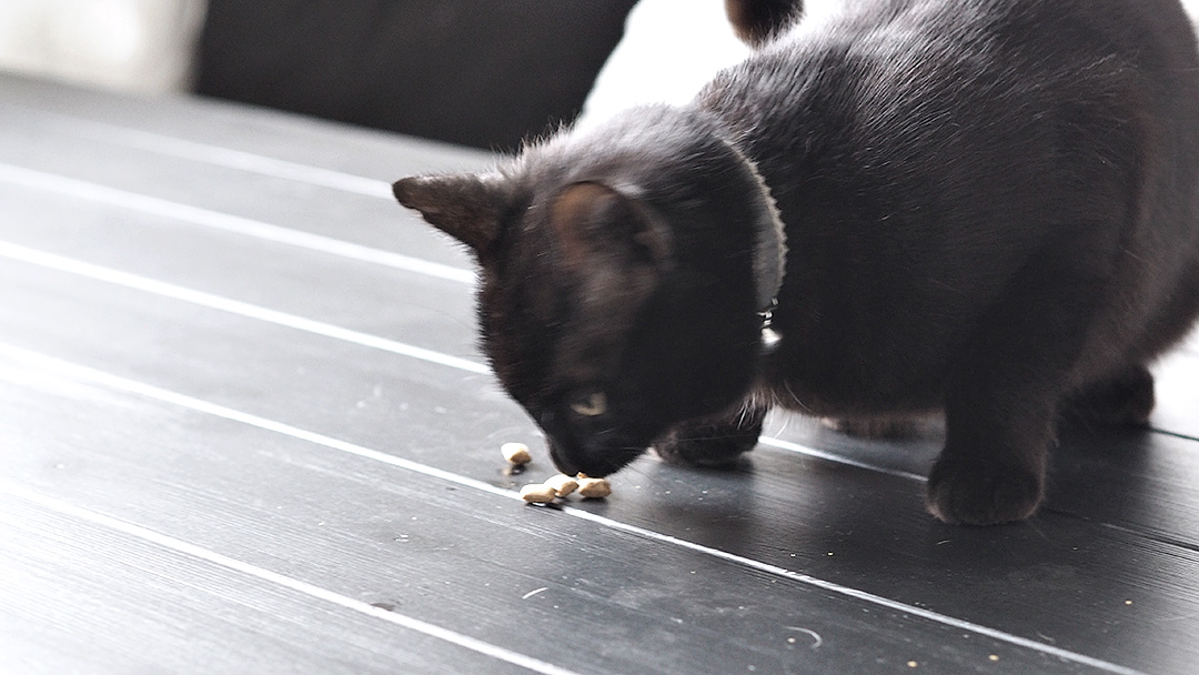 Petshop.co.uk Review