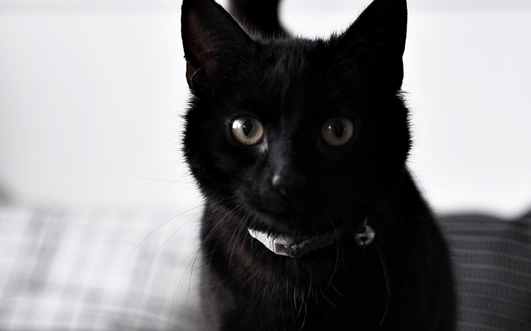 PetShop.co.uk Review