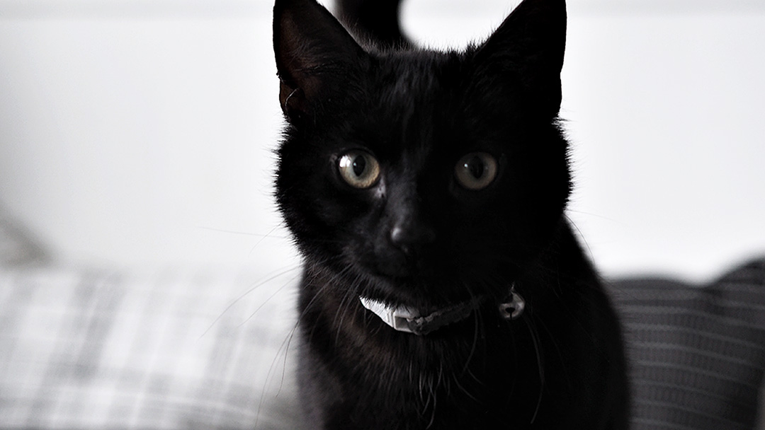 Petshop.co.uk Review