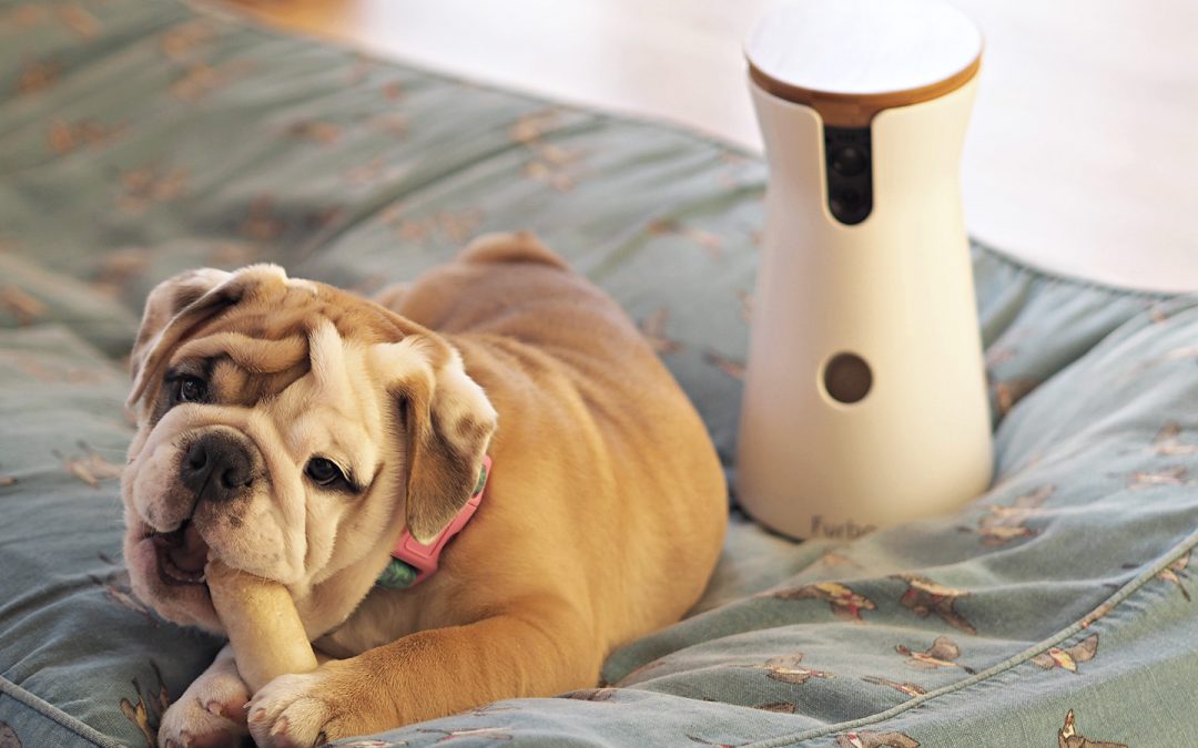 What Do Dogs Get Up To When We’re Not Home?