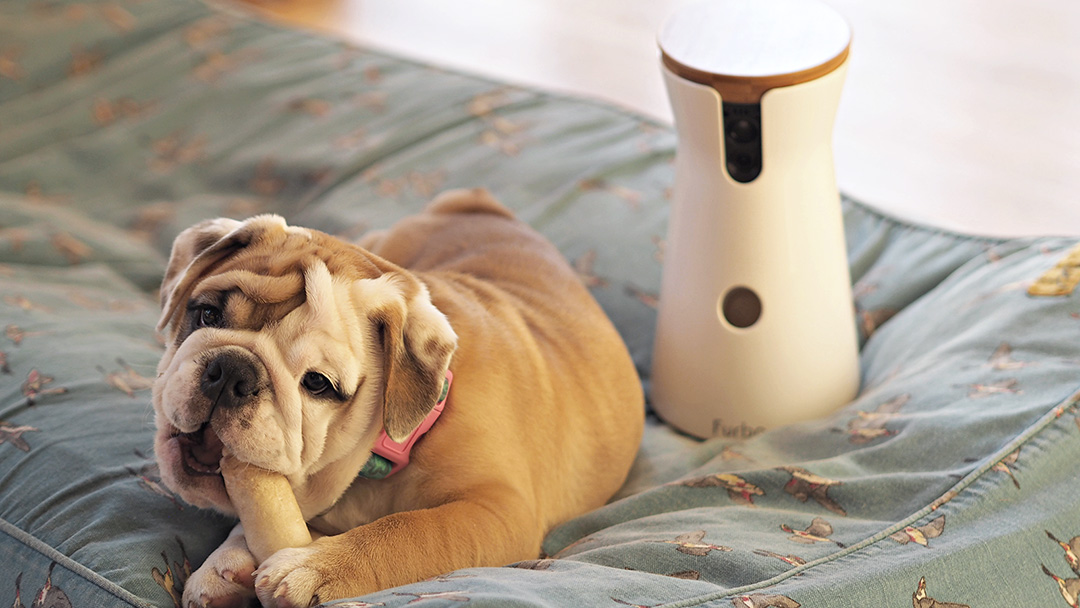 Furbo Dog Camera