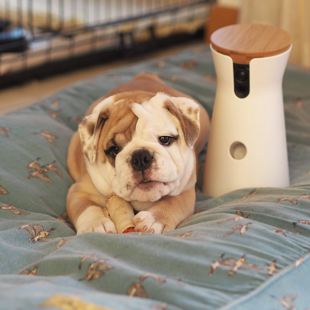 Furbo Dog Camera