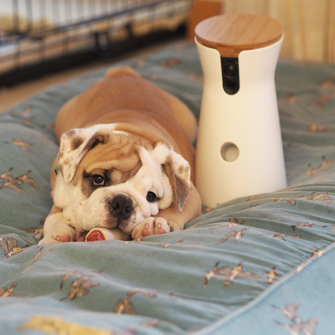 Furbo Dog Camera