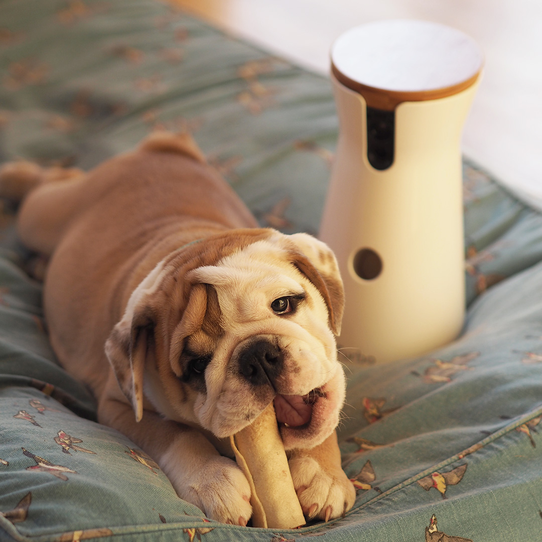 Furbo Dog Camera