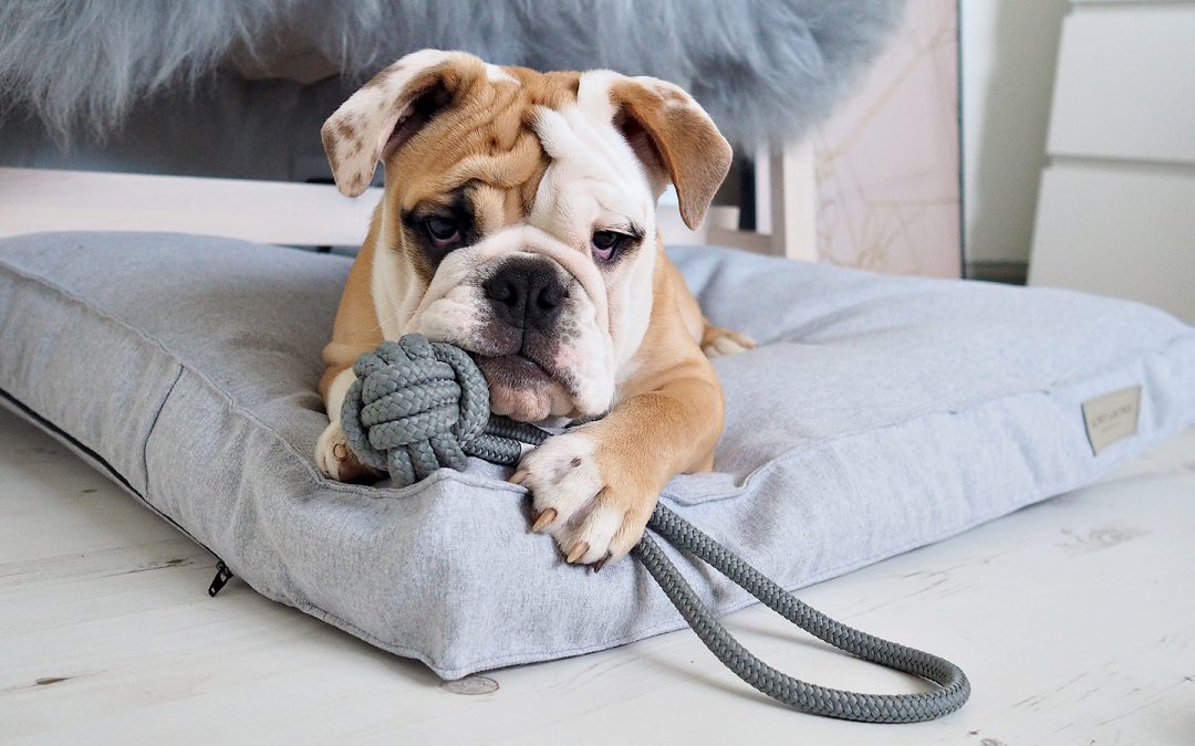 The Perfect Scandi Dog Bed