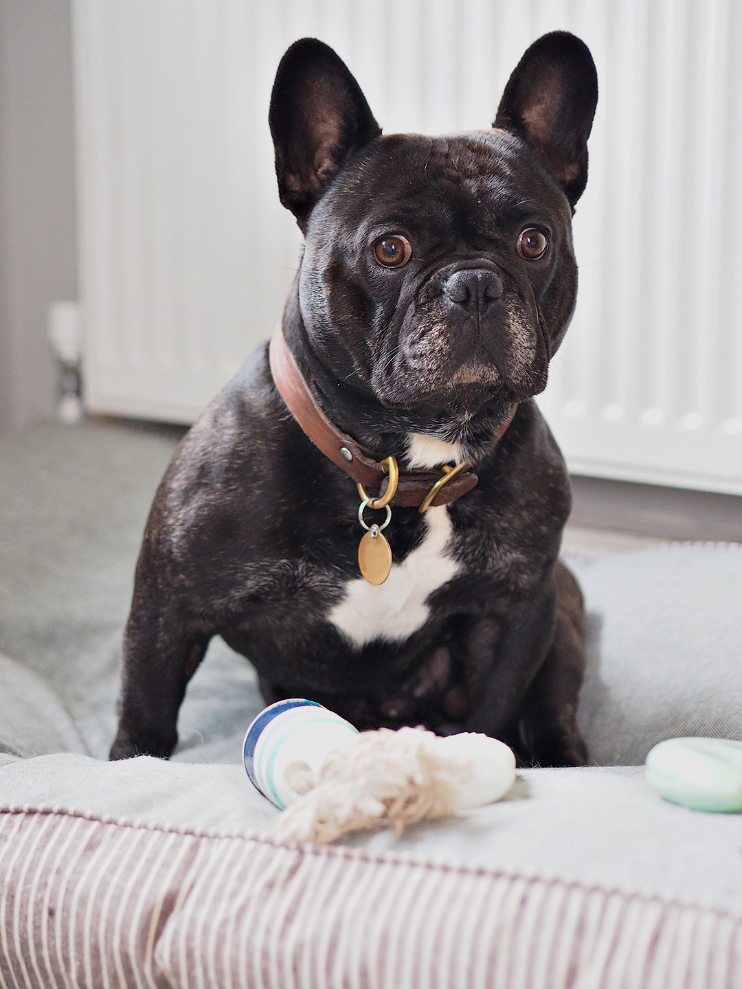 Danish Design Dog Bed
