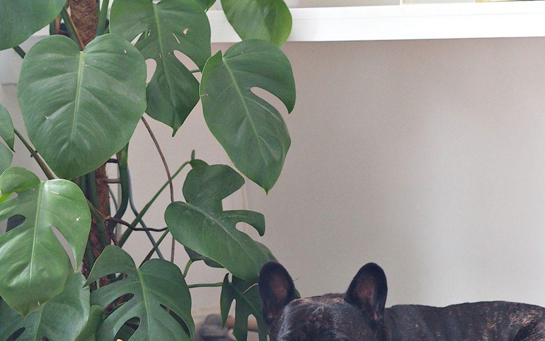 Minimalist Dog Bed Of The Year