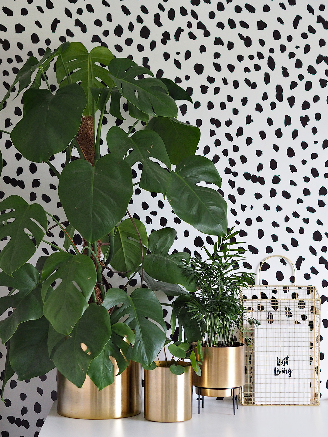 Easiest Indoor Plants To Keep Alive