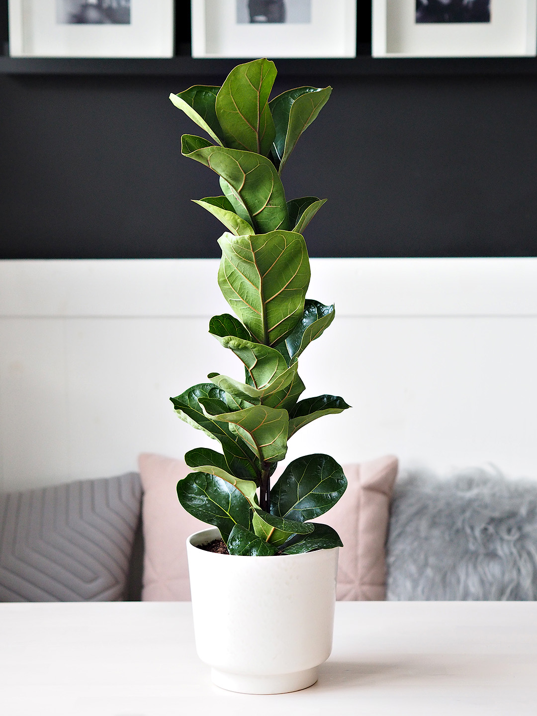 Easiest Indoor Plants To Keep Alive
