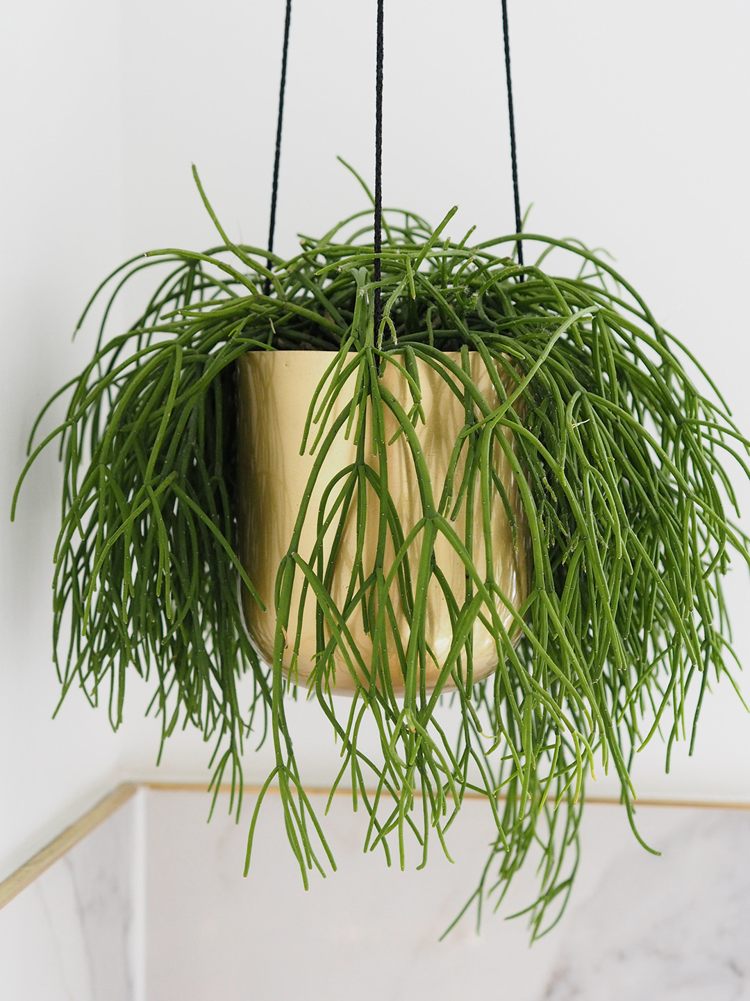 Easiest Indoor Plants To Keep Alive