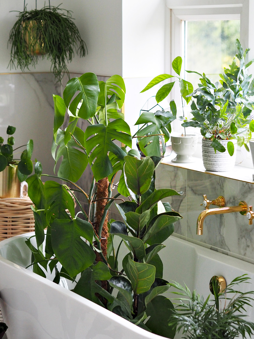 Easiest Indoor Plants To Keep Alive