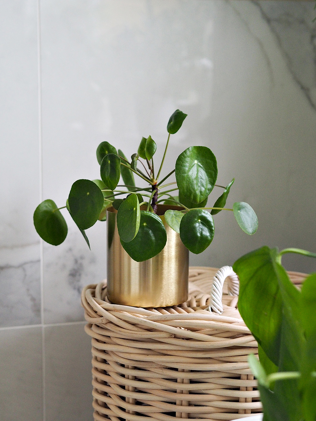 Easiest Indoor Plants To Keep Alive