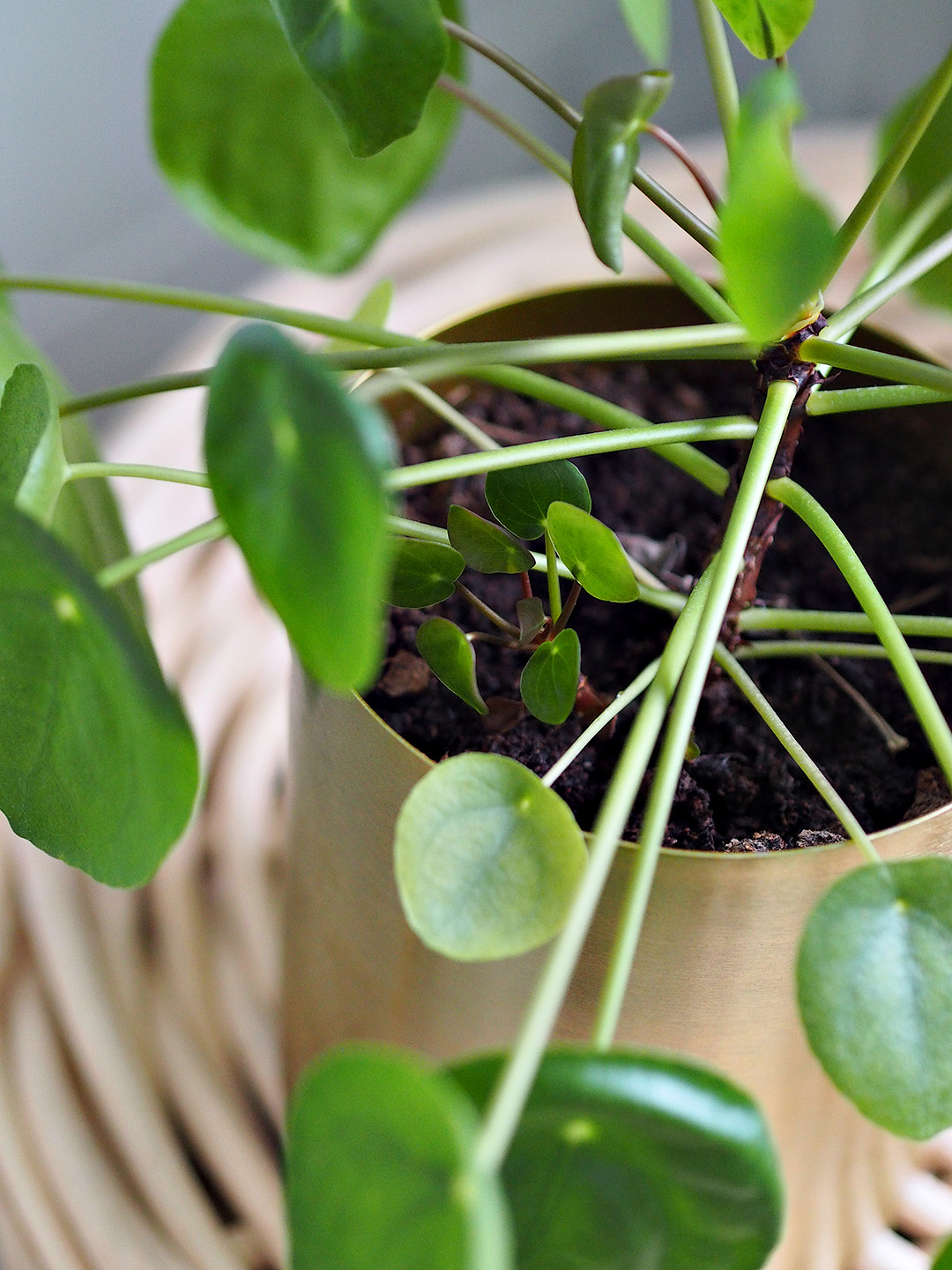 Easiest Indoor Plants To Keep Alive
