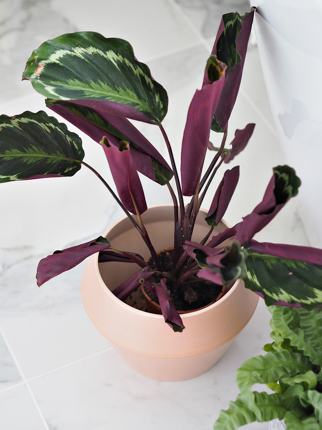 Easiest Indoor Plants To Keep Alive