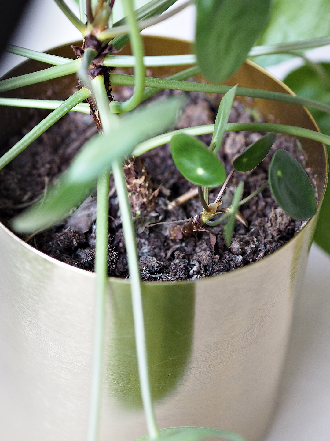 pilea propagation