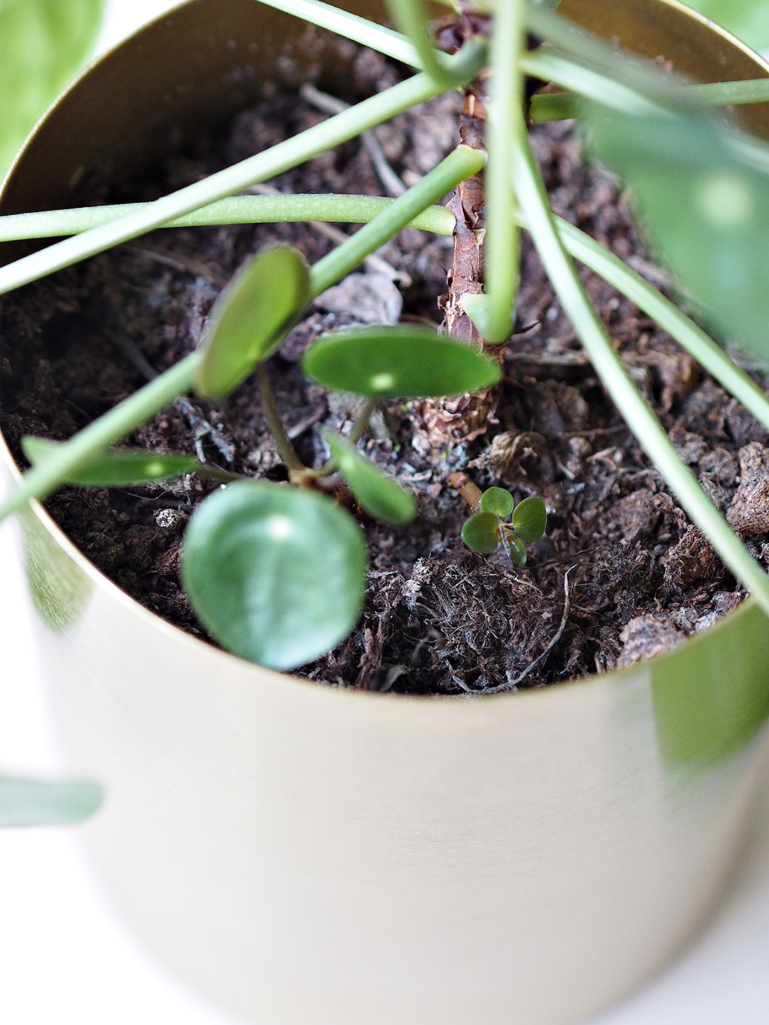 pilea propagation