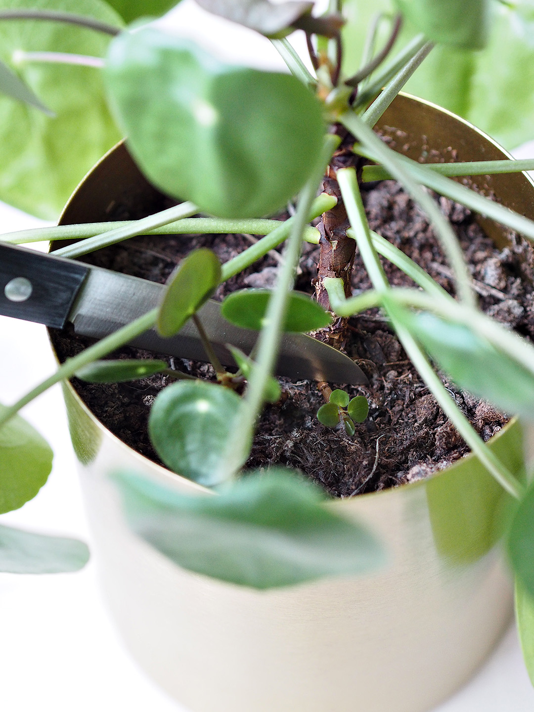 pilea propagation