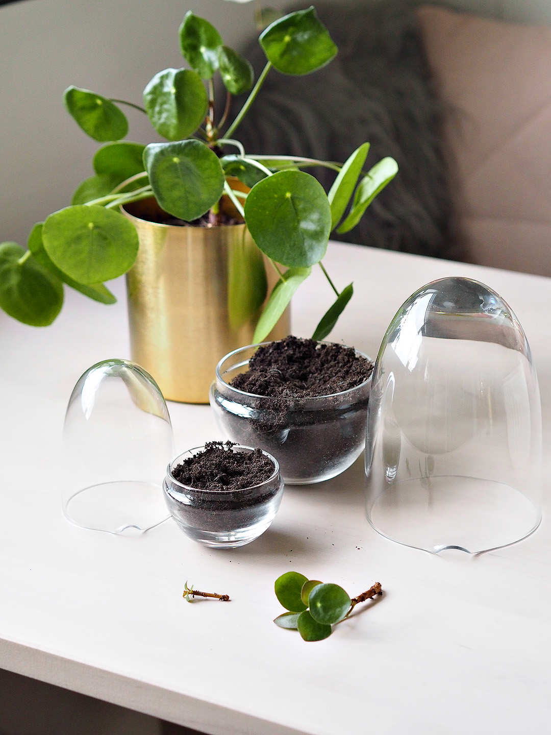pilea propagation