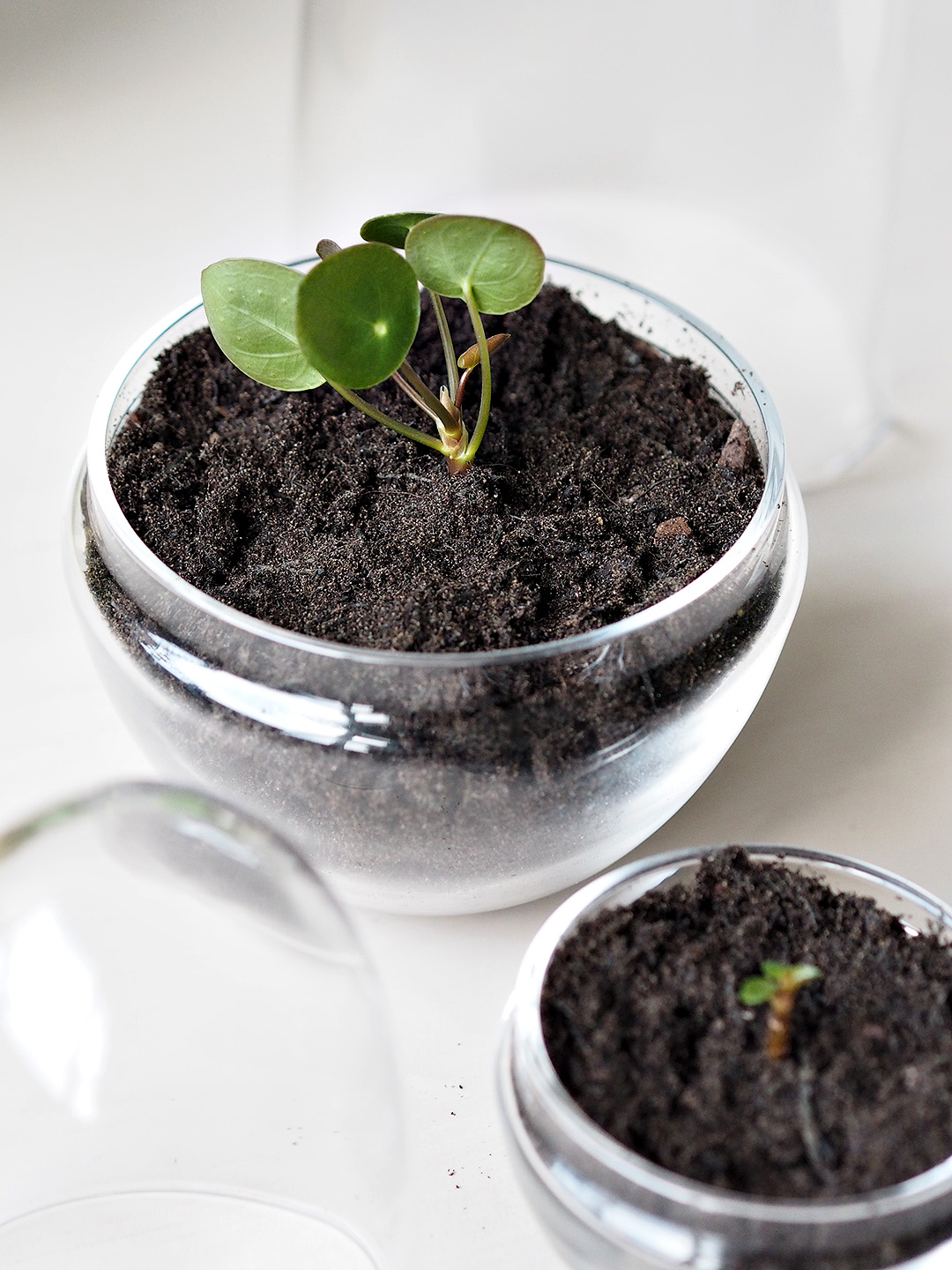 pilea propagation