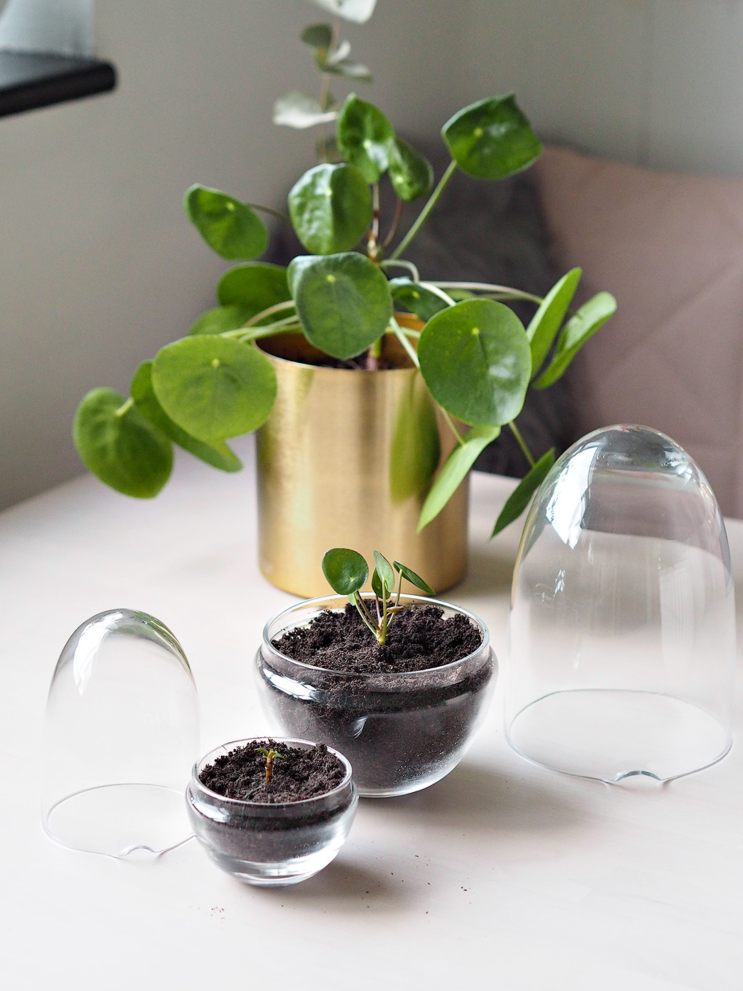 pilea propagation