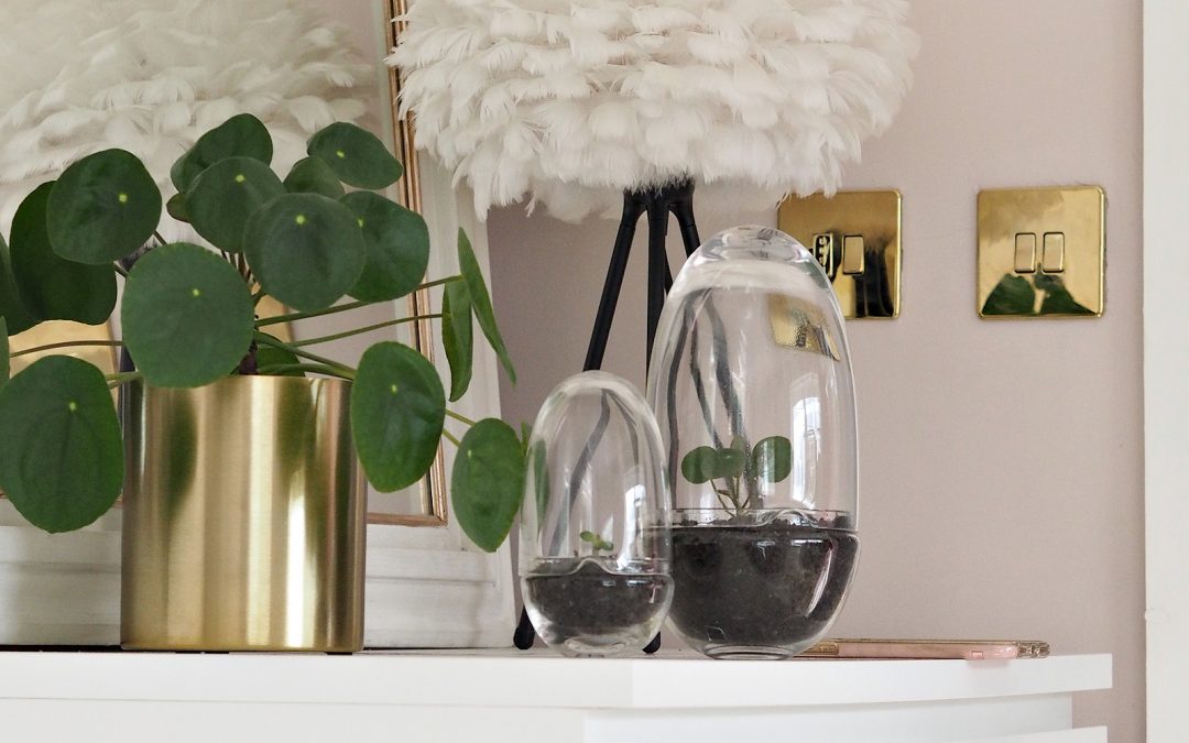 The Easiest House Plant To Keep Alive & Propagate