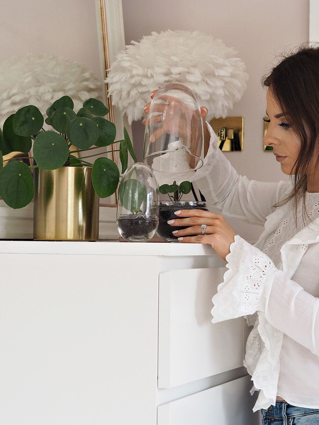 pilea propagation