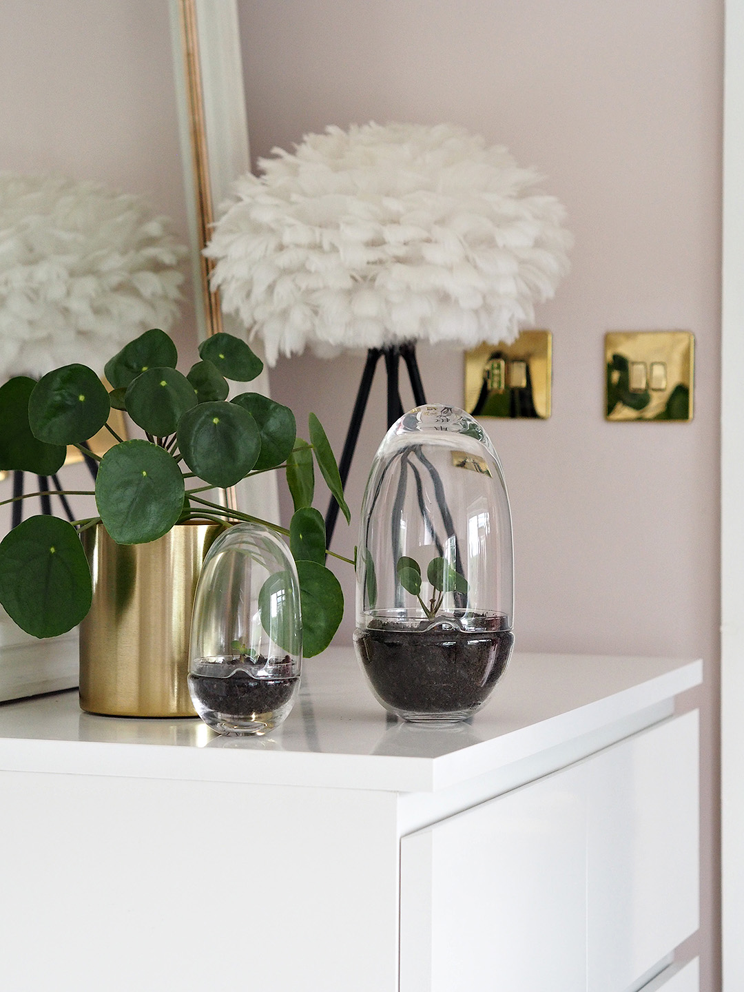 pilea propagation