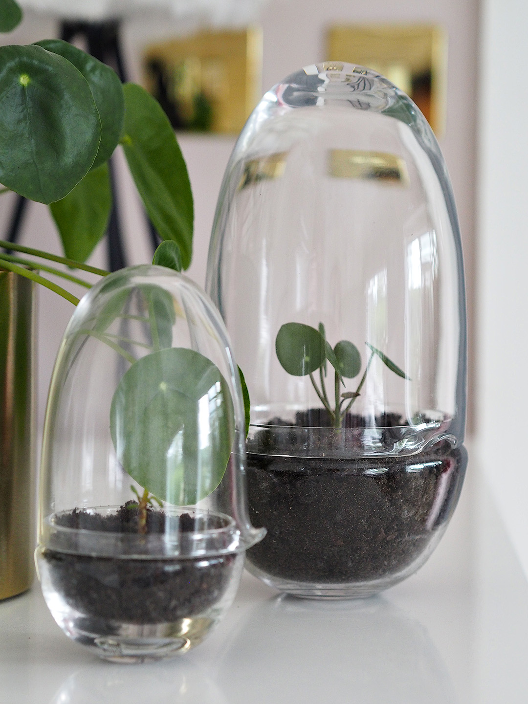 pilea propagation
