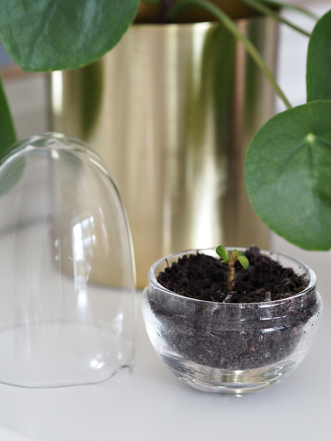 pilea propagation