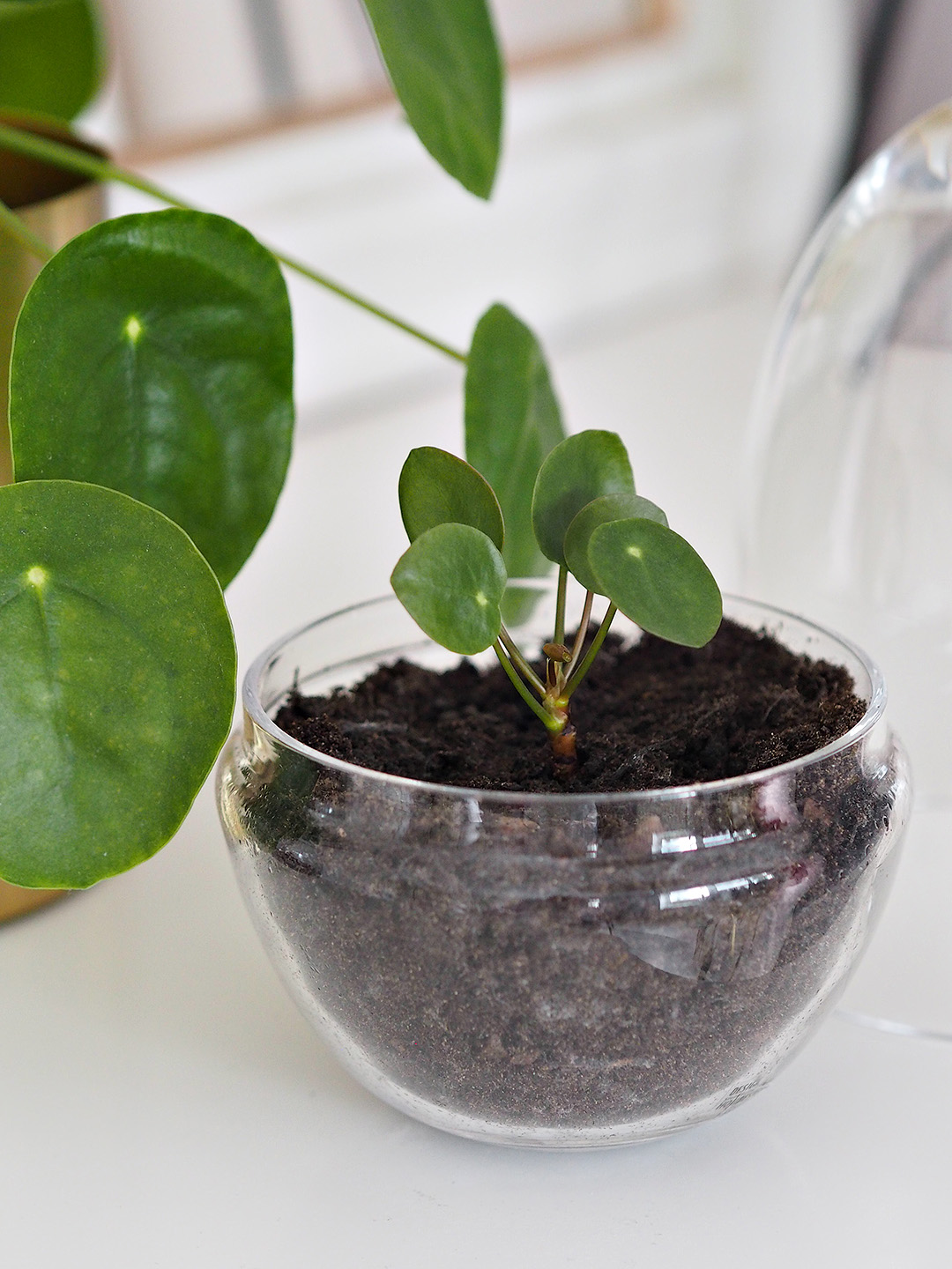 pilea propagation