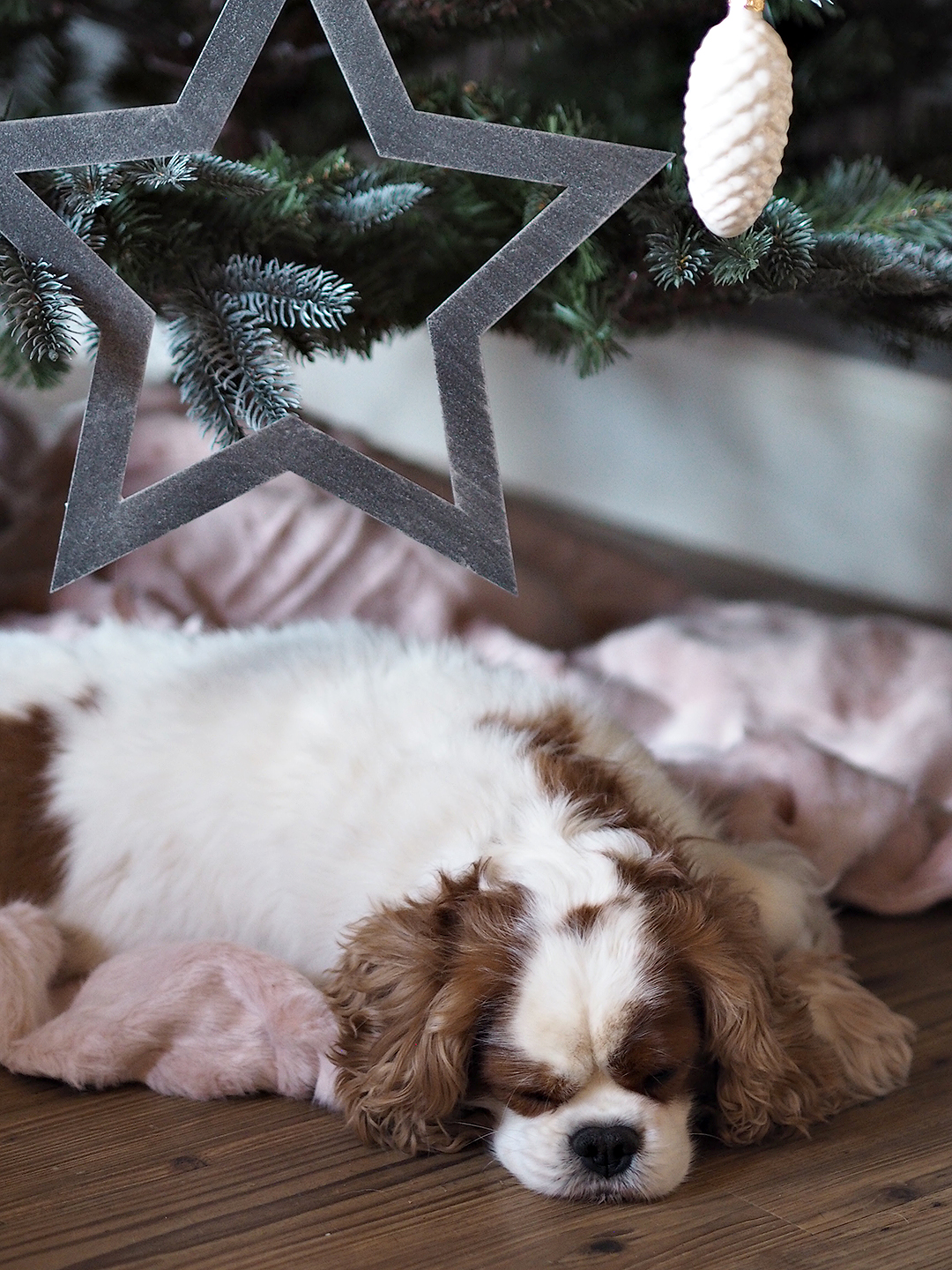 Cox & Cox Christmas Blush Scandi